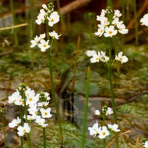 Vattenblink, Hottonia palustris 5 st