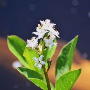 Vattenklöver, Menyanthes trifolata, 6 st