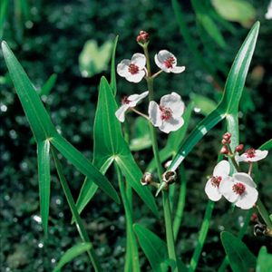 Japanskt pilblad, Sagittaria sagittifolia, 6 st