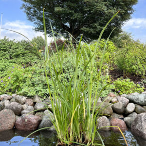 Dammag, Cyperus longus, 6 st