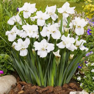 Iris sibirica not quite white